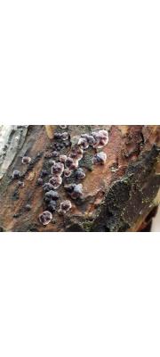 솔껍질고약버섯 (Peniophora pini (Schl.) Boid. > Sterellum pini (Schl.) P. Karst.)