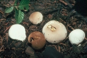 애기찹쌀떡버섯(애기말불버섯) (Bovista pusilla (Batsch) Pers. > Lycoperdon pusillum Batsch)