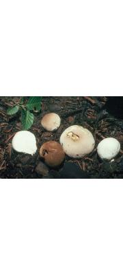 애기찹쌀떡버섯(애기말불버섯) (Bovista pusilla (Batsch) Pers. > Lycoperdon pusillum Batsch)