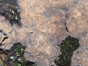 껍질고약버섯 (Peniophora quercina (Pers.) Cooke)