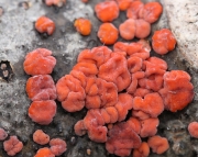 붉은점껍질고약버섯 (Peniophora rufa (Fr.) Boidin)
