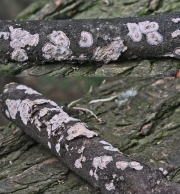 피나무껍질고약버섯 (Peniophora rufomarginata (Pers.) Bourd. & Galz.)