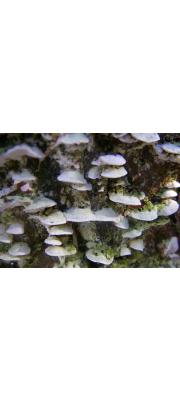 무른흰살버섯 (Oxyporus cuneatus (Murr.) Aoshi.  > Hapalopilus cuneatus (Murr.) Imaz.)