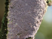 자색수피버섯 (Australohydnum dregeanum (Berk.) Hiortst. & Ryv.)