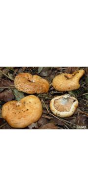 연한테젖버섯 (Lactarius acerimus Britz.)