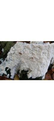 큰구멍흰살버섯 (Oxyporus latemarginatus (Dur. &amp; Mont.) Donk)