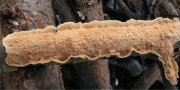 흰가죽버섯(흰가죽아교버섯) (Byssomerulius corium (Pers.) Parmasto > Meruliopsis corium (Fr.) Ginns)