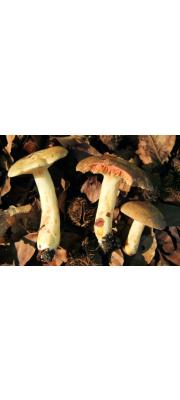 고추젖버섯 (Lactarius acris (Bolt.) Gray)