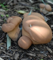 코끼리말징버섯 (Calvatia boninensis S. Ito & S. Imai)