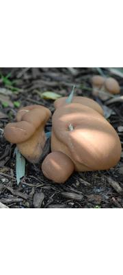코끼리말징버섯 (Calvatia boninensis S. Ito &amp; S. Imai)