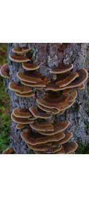 갈색구멍버섯(담황구멍버섯, 갈색시루뻔버섯) (Xanthoporia radiata (Sowerby) Ţura, Zmitr., Wasser, Raats &amp; Nevo  > Inonotus radiatus (Sow.) P. Karst.)