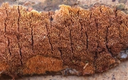 분홍그물구멍버섯 (Ceriporia purpurea (Fr.) Donk)