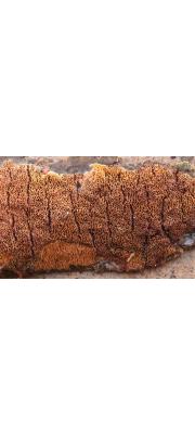 분홍그물구멍버섯 (Ceriporia purpurea (Fr.) Donk)