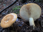 살색젖버섯 (Lactarius affinis Peck > Lactarius affinis var. affinis Peck)