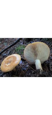 살색젖버섯 (Lactarius affinis Peck > Lactarius affinis var. affinis Peck)