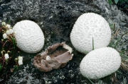 흰자루말징버섯 (Calvatia cratacea (Berk.) Llyod)