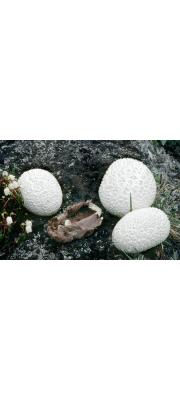 흰자루말징버섯 (Calvatia cratacea (Berk.) Llyod)