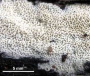 흰그물구멍버섯 (Ceriporia reticulata (Hoffm.) Dom.)