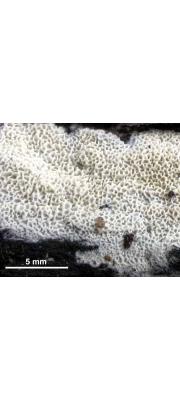 흰그물구멍버섯 (Ceriporia reticulata (Hoffm.) Dom.)