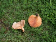 피젖버섯 (Lactarius akahatsu N. Tanaka)