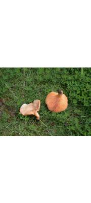 피젖버섯 (Lactarius akahatsu N. Tanaka)