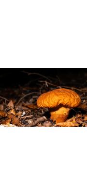 말징버섯 (Calvatia craniiformis (Schw.) Fr. 말징버섯)