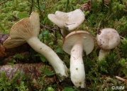 바랜흰젖버섯 (Lactarius albocarneus Britz.)