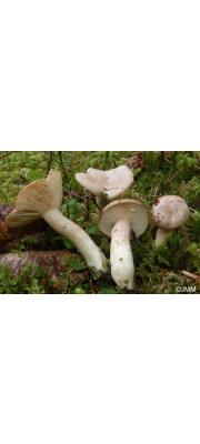 바랜흰젖버섯 (Lactarius albocarneus Britz.)