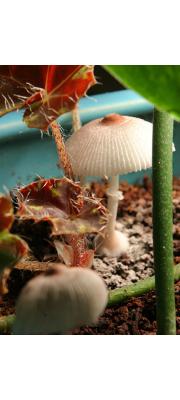 라일락각시버섯 (Leucocoprinus ianthinus (Sacc.) P. Mohr)
