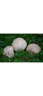 큰말징버섯 (Calvatia cyathiformis (Bosc) Morg.)