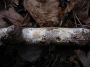 밀구멍버섯 (Ceriporiopsis  gilvescens (Bres.) Dom.)