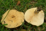 황토얼룩젖버섯 (Lactarius alnicola Smith.)