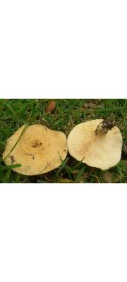 황토얼룩젖버섯 (Lactarius alnicola Smith.)