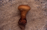 팽이말징버섯 (Calvatia gardneri (Berk.) Lloyd)