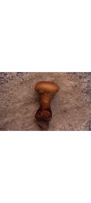 팽이말징버섯 (Calvatia gardneri (Berk.) Lloyd)