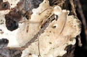 아교밀구멍버섯(끈적황색구멍버섯) (Ceriporiopsis mucida (Pers.) Gilb. & Ryv.  > Porpomyces mucidus (Pers.) Jül.)