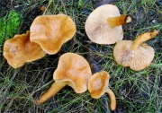 노란꼬마젖버섯 (Lactarius alpinus Peck)