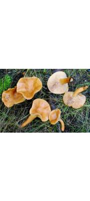 노란꼬마젖버섯 (Lactarius alpinus Peck)