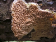 수지밀구멍버섯 (Ceriporiopsis  resinascens (Romell) Dom.)