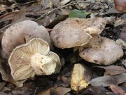 흑갈색주름젖버섯 (Lactarius argillaceifolius HesLactarius & Sm.)
