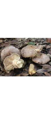 흑갈색주름젖버섯 (Lactarius argillaceifolius HesLactarius &amp; Sm.)