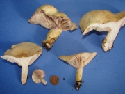 보라변색젖버섯 (Lactarius aspideus (Fr.) Fr.)