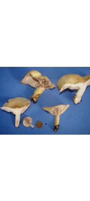 보라변색젖버섯 (Lactarius aspideus (Fr.) Fr.)