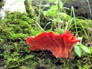 장미수염버섯(장미종유석버섯) (Climacodon roseomaculatus (Henn. & Nyman) Jül.)