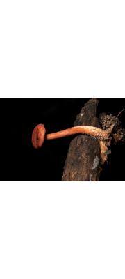거친털젖버섯 (Lactarius atlanticus Bon)