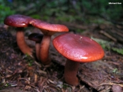 혈색얼룩젖버섯 (Lactarius badiosanguineus Kühn.)