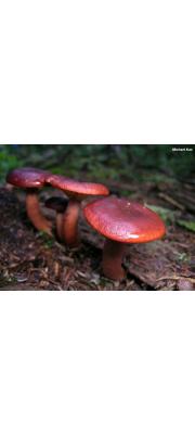 혈색얼룩젖버섯 (Lactarius badiosanguineus Kühn.)