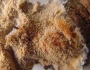 큰톱밥버섯 (Hyphodermella corrugata (Fr.) Erikss. & Ryv. > Odontia livida Bres.()
