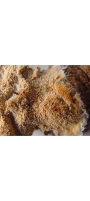 큰톱밥버섯 (Hyphodermella corrugata (Fr.) Erikss. &amp; Ryv. > Odontia livida Bres.()