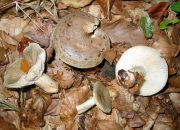 녹색젖버섯 (Lactarius blennius (Fr.) Fr.)